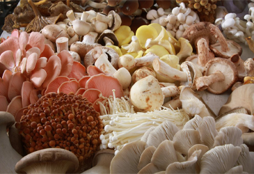 The Power of Adaptogenic Mushrooms